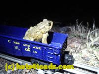 /home//u458753944/public_html/sourcegallery//Roxborough Toad Detour/2013-2019/2017/P4040672.JPG